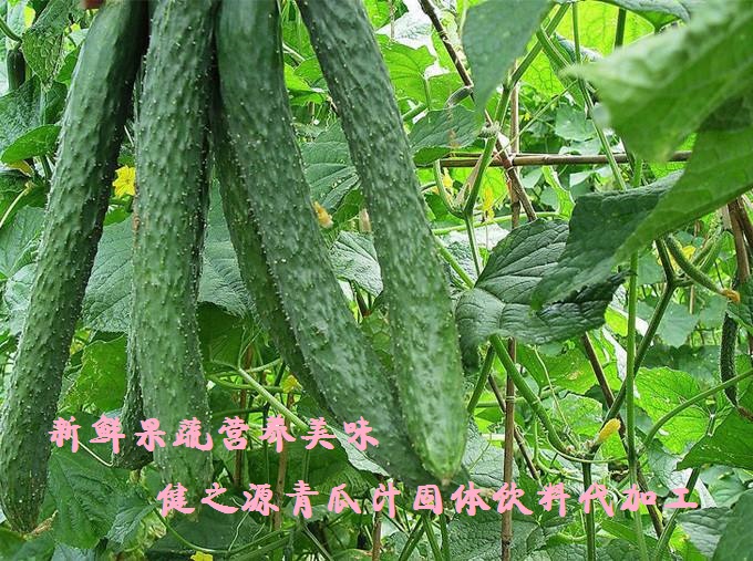 青瓜的六大營養價值，你知道嗎？